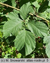 Rubus schnedleri (jeżyna Schnedlera)