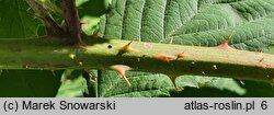 Rubus schnedleri (jeżyna Schnedlera)