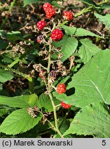 Rubus silesiacus (jeżyna śląska)