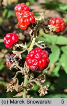 Rubus silesiacus (jeżyna śląska)