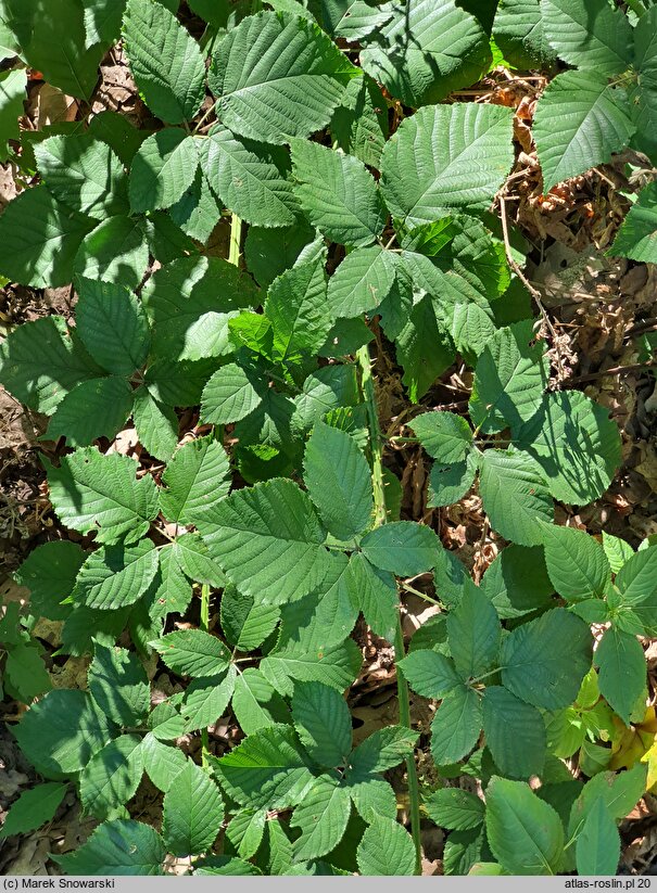 Rubus silesiacus (jeżyna śląska)