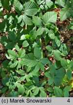 Rubus silesiacus (jeżyna śląska)