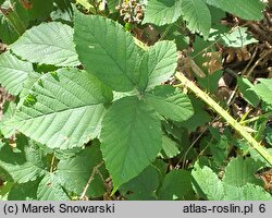 Rubus silesiacus (jeżyna śląska)