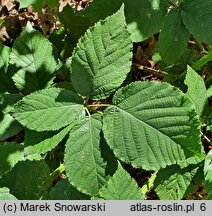 Rubus silesiacus (jeżyna śląska)