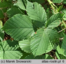 Rubus silesiacus (jeżyna śląska)