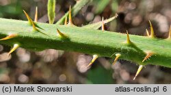 Rubus silesiacus (jeżyna śląska)