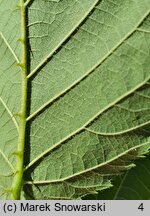 Rubus silesiacus (jeżyna śląska)