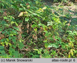 Rubus radula (jeżyna szorstka)