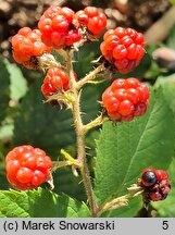 Rubus radula (jeżyna szorstka)