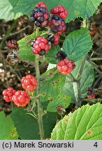 Rubus radula (jeżyna szorstka)