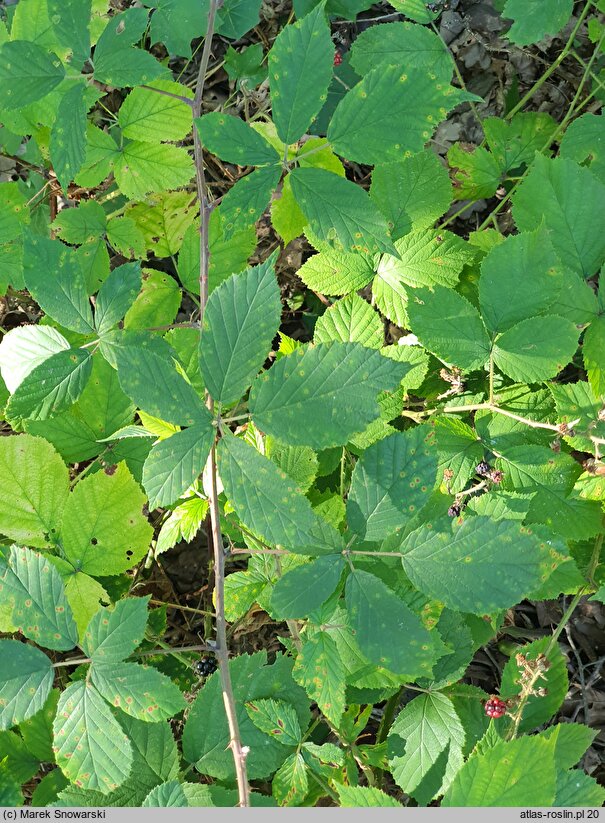 Rubus radula (jeżyna szorstka)