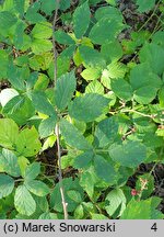 Rubus radula (jeżyna szorstka)