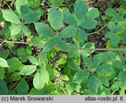 Rubus radula (jeżyna szorstka)