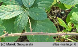 Rubus radula (jeżyna szorstka)