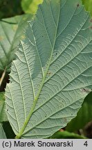 Rubus radula (jeżyna szorstka)