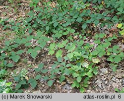 Rubus sprengelii (jeżyna Sprengla)