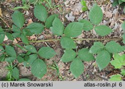 Rubus sprengelii (jeżyna Sprengla)