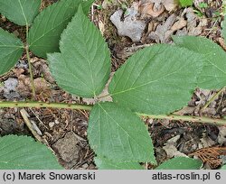 Rubus sprengelii (jeżyna Sprengla)