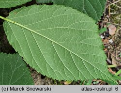 Rubus sprengelii (jeżyna Sprengla)