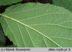 Rubus sprengelii (jeżyna Sprengla)