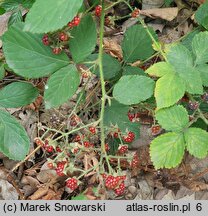 Rubus sprengelii (jeżyna Sprengla)