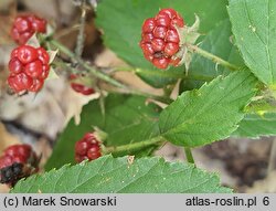 Rubus sprengelii (jeżyna Sprengla)