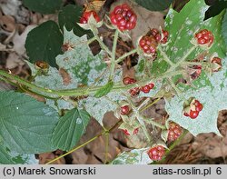 Rubus sprengelii (jeżyna Sprengla)