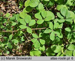 Rubus pyramidalis (jeżyna piramidalna)