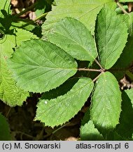 Rubus pyramidalis (jeżyna piramidalna)