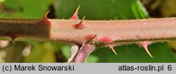 Rubus pyramidalis (jeżyna piramidalna)