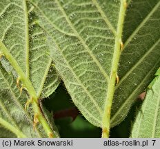 Rubus pyramidalis (jeżyna piramidalna)