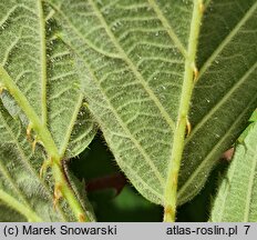 Rubus pyramidalis (jeżyna piramidalna)