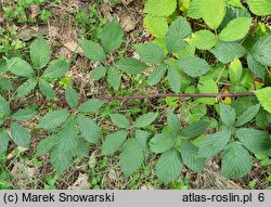 Rubus rudis (jeżyna szczeciniasta)