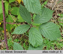 Rubus rudis (jeżyna szczeciniasta)