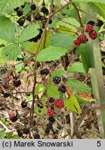 Rubus rudis (jeżyna szczeciniasta)