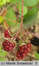 Rubus rudis (jeżyna szczeciniasta)