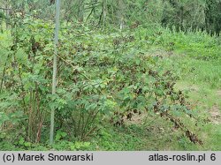 Rubus bicolor (jeżyna bujnopędowa)