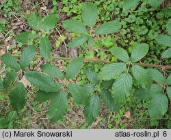 Rubus bicolor (jeżyna bujnopędowa)