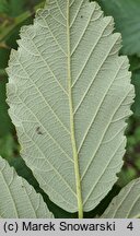 Rubus bicolor (jeżyna bujnopędowa)