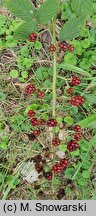 Rubus bicolor (jeżyna bujnopędowa)