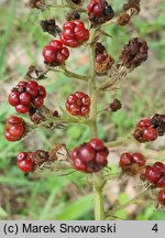 Rubus bicolor (jeżyna bujnopędowa)