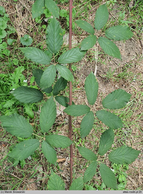 Rubus bicolor (jeżyna bujnopędowa)