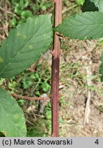 Rubus bicolor (jeżyna bujnopędowa)