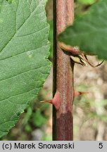 Rubus bicolor (jeżyna bujnopędowa)