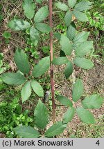 Rubus bicolor (jeżyna bujnopędowa)