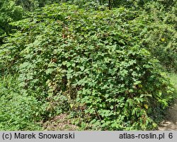 Rubus nemoralis (jeżyna smukłokolcowa)