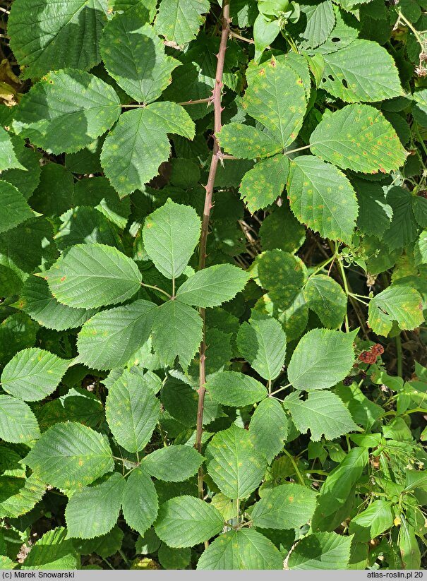 Rubus nemoralis (jeżyna smukłokolcowa)