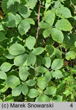 Rubus nemoralis (jeżyna smukłokolcowa)