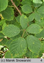 Rubus nemoralis (jeżyna smukłokolcowa)