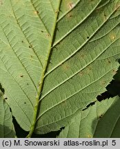 Rubus nemoralis (jeżyna smukłokolcowa)